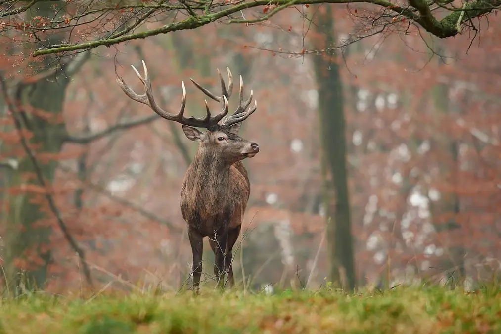 Animale sălbatice care se simt ca un loc norocos